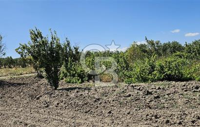 AKHİSAR BALLICA MAHALLESİNDE SATILIK 10950M2 TARLA 