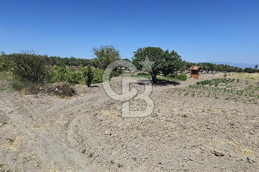 AKHİSAR BALLICA MAHALLESİNDE SATILIK 10950M2 TARLA 