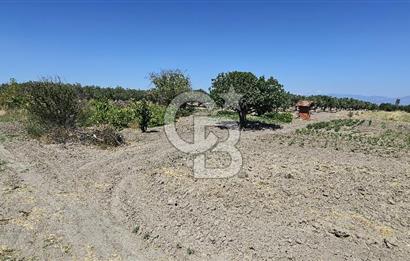 AKHİSAR BALLICA MAHALLESİNDE SATILIK 10950M2 TARLA 