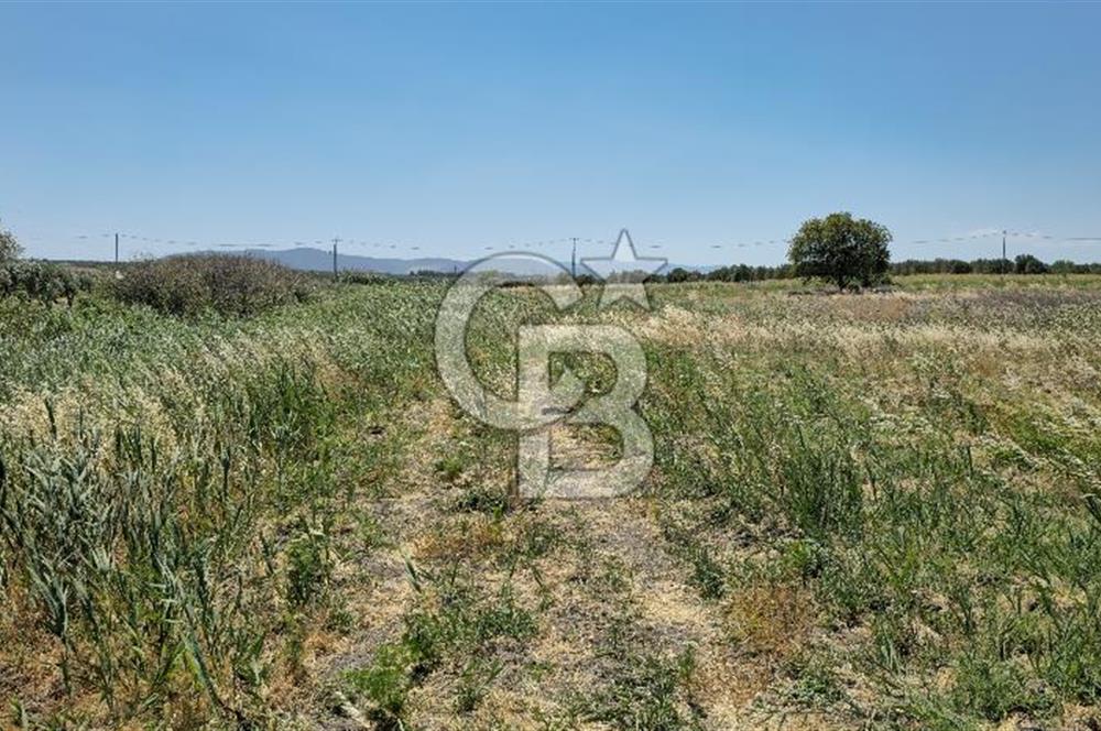 AKHİSAR BALLICA MAHALLESİNDE SATILIK 10950M2 TARLA 