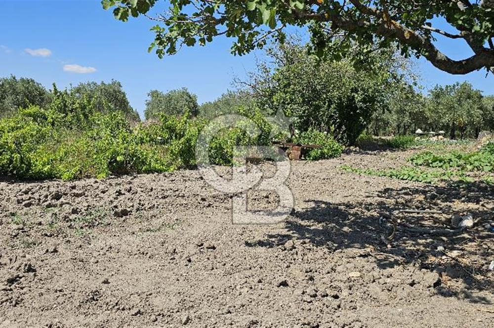 AKHİSAR BALLICA MAHALLESİNDE SATILIK 10950M2 TARLA 