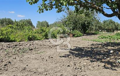 AKHİSAR BALLICA MAHALLESİNDE SATILIK 10950M2 TARLA 