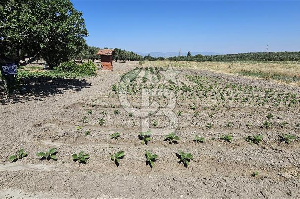 AKHİSAR BALLICA MAHALLESİNDE SATILIK 10950M2 TARLA 