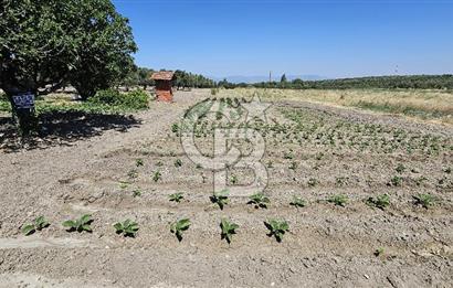 AKHİSAR BALLICA MAHALLESİNDE SATILIK 10950M2 TARLA 