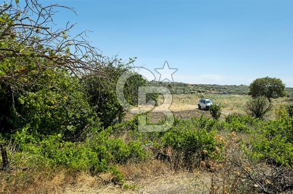 AKHİSAR BALLICA MAHALLESİNDE SATILIK 10950M2 TARLA 