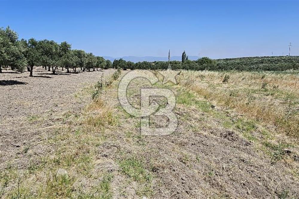 AKHİSAR BALLICA MAHALLESİNDE SATILIK 10950M2 TARLA 