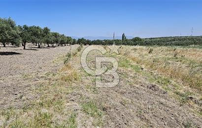 AKHİSAR BALLICA MAHALLESİNDE SATILIK 10950M2 TARLA 