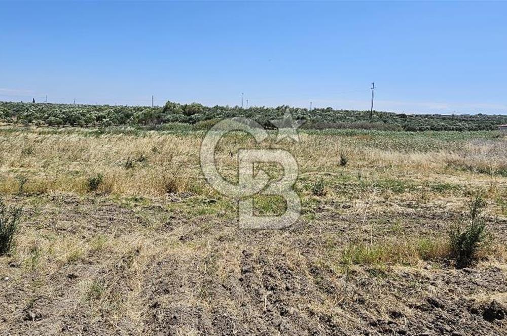 AKHİSAR BALLICA MAHALLESİNDE SATILIK 10950M2 TARLA 