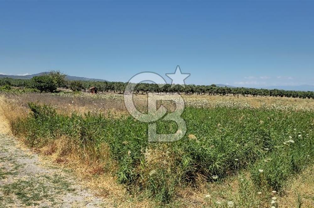 AKHİSAR BALLICA MAHALLESİNDE SATILIK 10950M2 TARLA 
