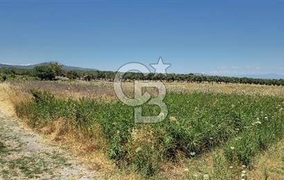 AKHİSAR BALLICA MAHALLESİNDE SATILIK 10950M2 TARLA 