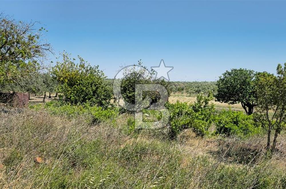 AKHİSAR BALLICA MAHALLESİNDE SATILIK 10950M2 TARLA 
