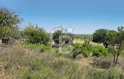 AKHİSAR BALLICA MAHALLESİNDE SATILIK 10950M2 TARLA 