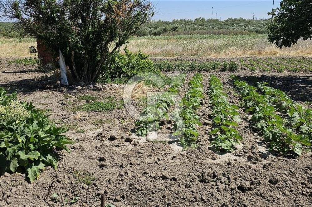 AKHİSAR BALLICA MAHALLESİNDE SATILIK 10950M2 TARLA 