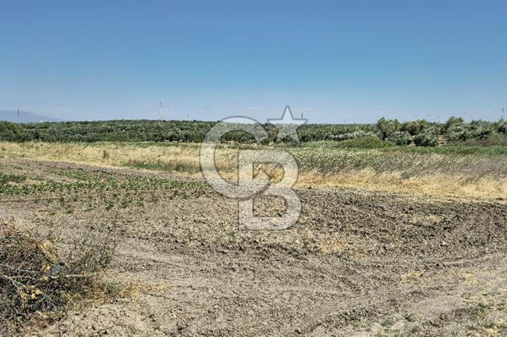 AKHİSAR BALLICA MAHALLESİNDE SATILIK 10950M2 TARLA 