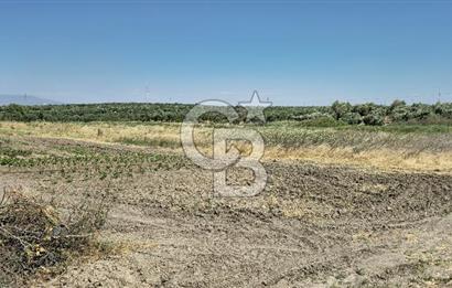 AKHİSAR BALLICA MAHALLESİNDE SATILIK 10950M2 TARLA 