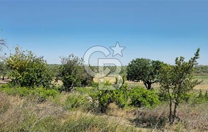 AKHİSAR BALLICA MAHALLESİNDE SATILIK 10950M2 TARLA 