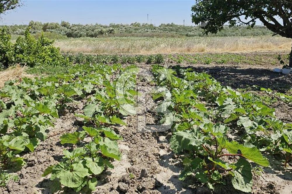 AKHİSAR BALLICA MAHALLESİNDE SATILIK 10950M2 TARLA 
