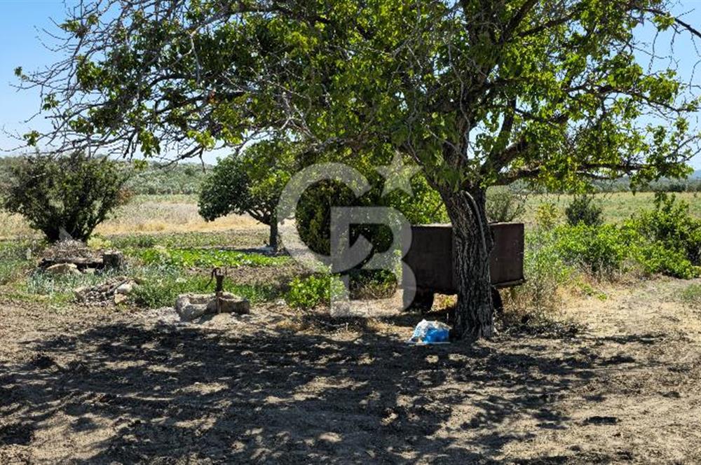 AKHİSAR BALLICA MAHALLESİNDE SATILIK 10950M2 TARLA 