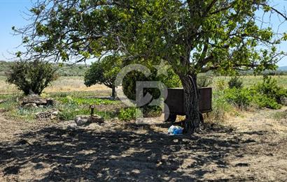 AKHİSAR BALLICA MAHALLESİNDE SATILIK 10950M2 TARLA 