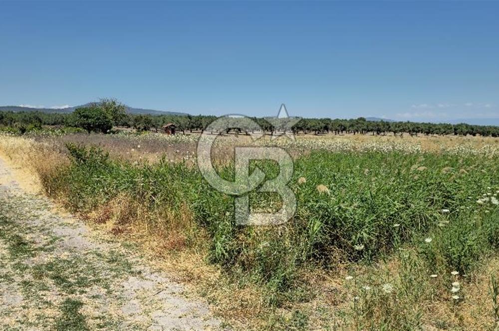 AKHİSAR BALLICA MAHALLESİNDE SATILIK 10950M2 TARLA 