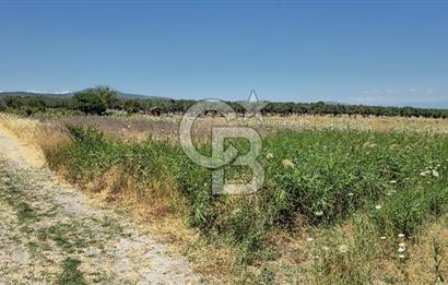 AKHİSAR BALLICA MAHALLESİNDE SATILIK 10950M2 TARLA 