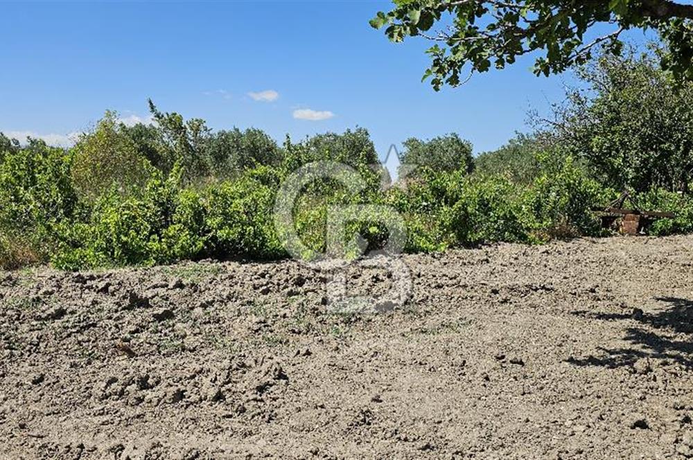 AKHİSAR BALLICA MAHALLESİNDE SATILIK 10950M2 TARLA 