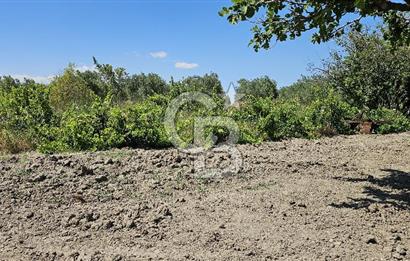 AKHİSAR BALLICA MAHALLESİNDE SATILIK 10950M2 TARLA 