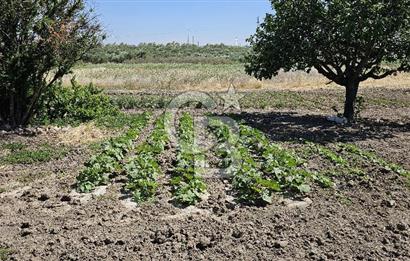AKHİSAR BALLICA MAHALLESİNDE SATILIK 10950M2 TARLA 
