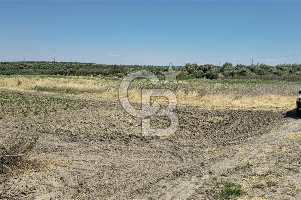 AKHİSAR BALLICA MAHALLESİNDE SATILIK 10950M2 TARLA 