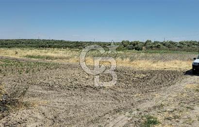 AKHİSAR BALLICA MAHALLESİNDE SATILIK 10950M2 TARLA 