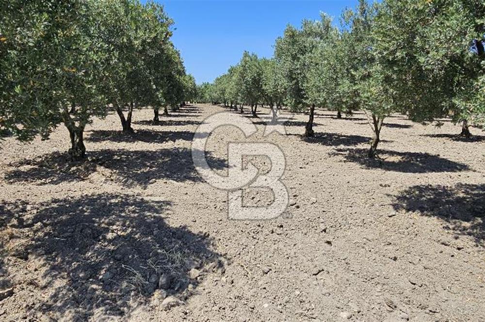 AKHİSAR BALLICA MAHALLESİNDE SATILIK 10950M2 TARLA 