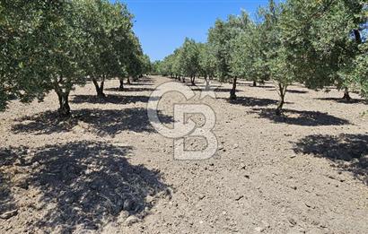 AKHİSAR BALLICA MAHALLESİNDE SATILIK 10950M2 TARLA 