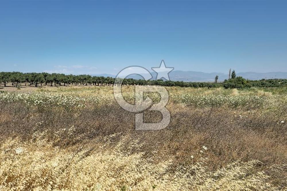 AKHİSAR BALLICA MAHALLESİNDE SATILIK 10950M2 TARLA 