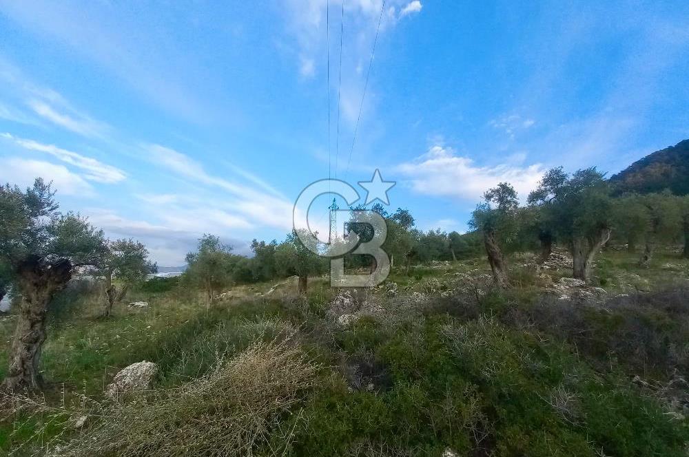 PINARCIK'TA ANAYOLA VE GÖLE SIFIR 10 DÖNÜM ZEYTİNLİK