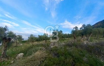 PINARCIK'TA ANAYOLA VE GÖLE SIFIR 10 DÖNÜM ZEYTİNLİK
