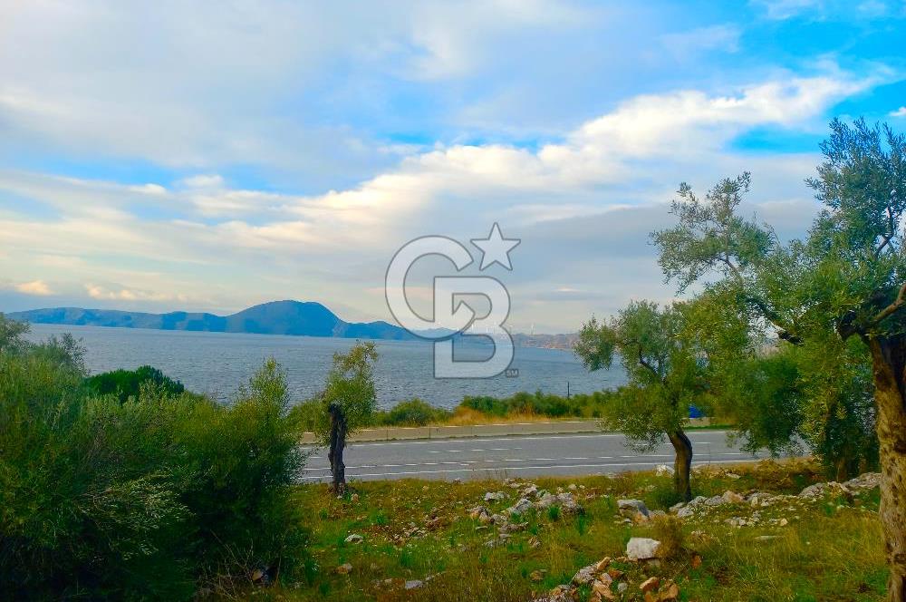 PINARCIK'TA ANAYOLA VE GÖLE SIFIR 10 DÖNÜM ZEYTİNLİK
