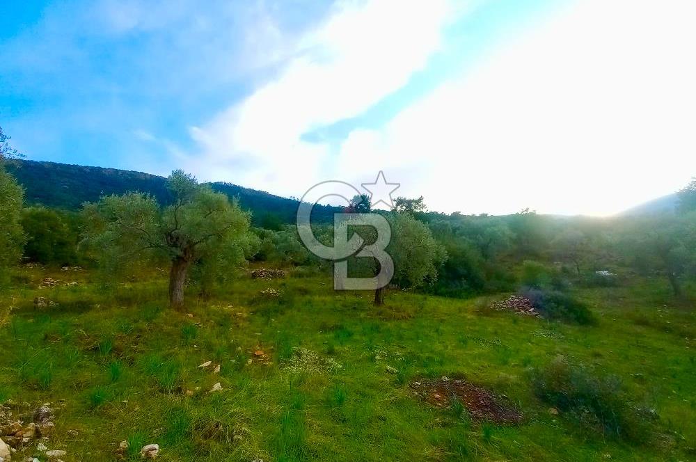 PINARCIK'TA ANAYOLA VE GÖLE SIFIR 10 DÖNÜM ZEYTİNLİK