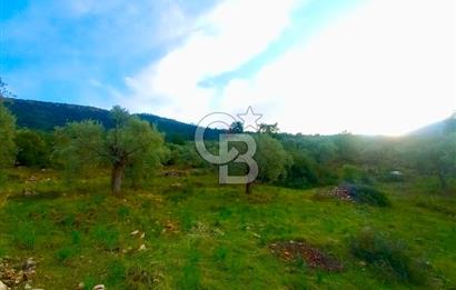 PINARCIK'TA ANAYOLA VE GÖLE SIFIR 10 DÖNÜM ZEYTİNLİK