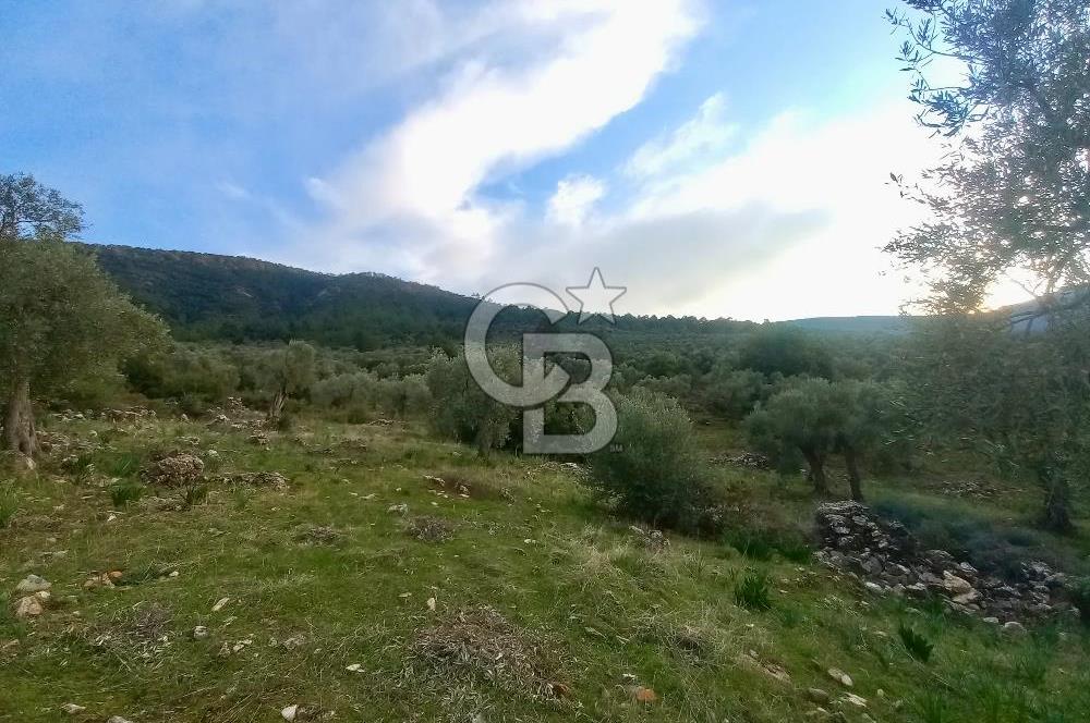 PINARCIK'TA ANAYOLA VE GÖLE SIFIR 10 DÖNÜM ZEYTİNLİK
