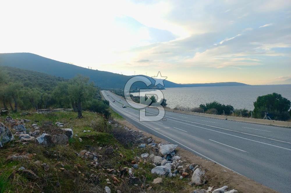 PINARCIK'TA ANAYOLA VE GÖLE SIFIR 10 DÖNÜM ZEYTİNLİK