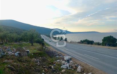 PINARCIK'TA ANAYOLA VE GÖLE SIFIR 10 DÖNÜM ZEYTİNLİK