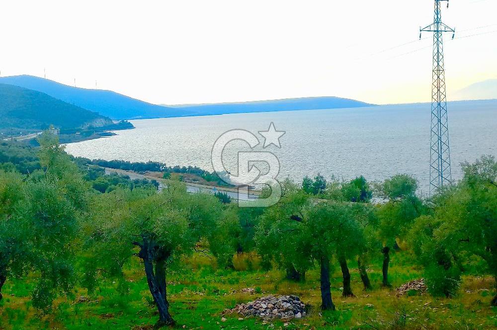 PINARCIK'TA ANAYOLA VE GÖLE SIFIR 10 DÖNÜM ZEYTİNLİK