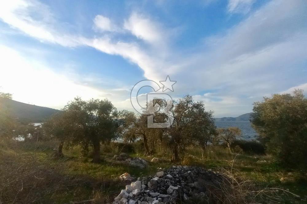 PINARCIK'TA ANAYOLA VE GÖLE SIFIR 10 DÖNÜM ZEYTİNLİK