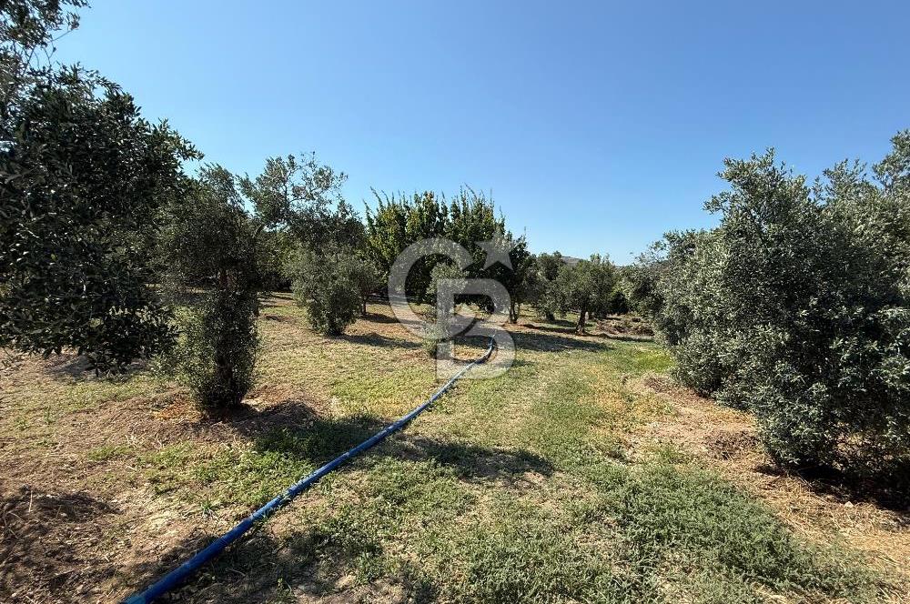 Urla’da Satılık Müstakil Havuzlu Malikane