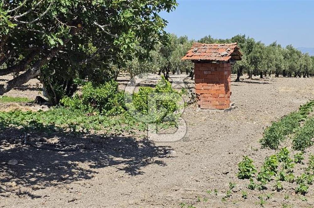 AKHİSAR BALLICA MAHALLESİNDE SATILIK 10950M2 TARLA 