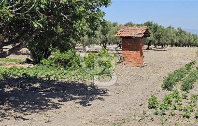 AKHİSAR BALLICA MAHALLESİNDE SATILIK 10950M2 TARLA 