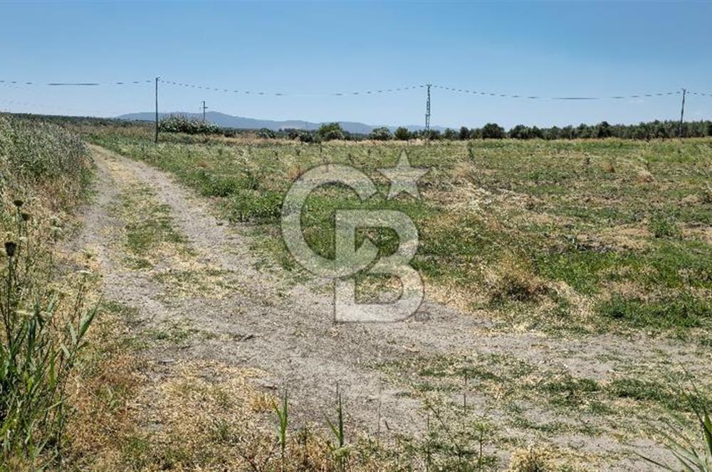 AKHİSAR BALLICA MAHALLESİNDE SATILIK 10950M2 TARLA 