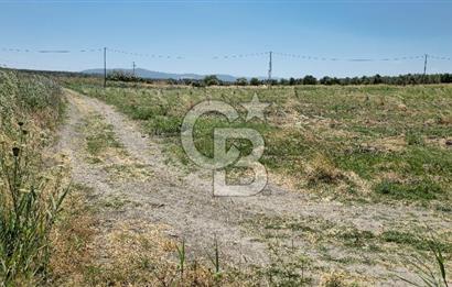 AKHİSAR BALLICA MAHALLESİNDE SATILIK 10950M2 TARLA 