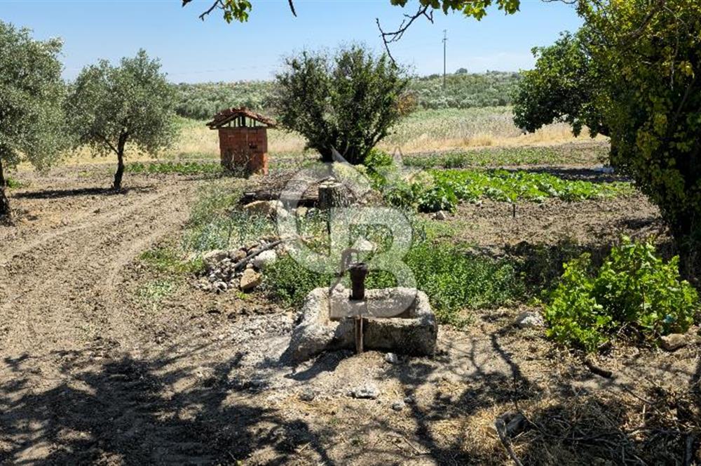 AKHİSAR BALLICA MAHALLESİNDE SATILIK 10950M2 TARLA 