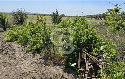 AKHİSAR BALLICA MAHALLESİNDE SATILIK 10950M2 TARLA 